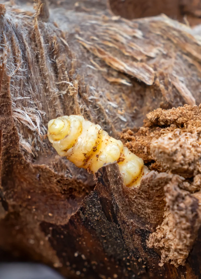 acari-legno-cimici-dei-letti-novara