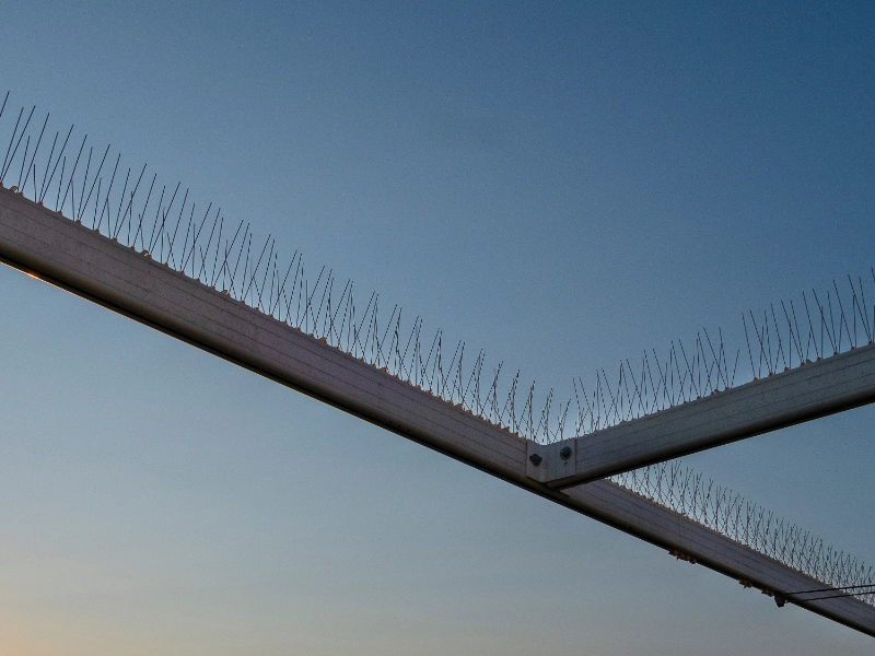 allontanamento-volatili-con-dissuasori