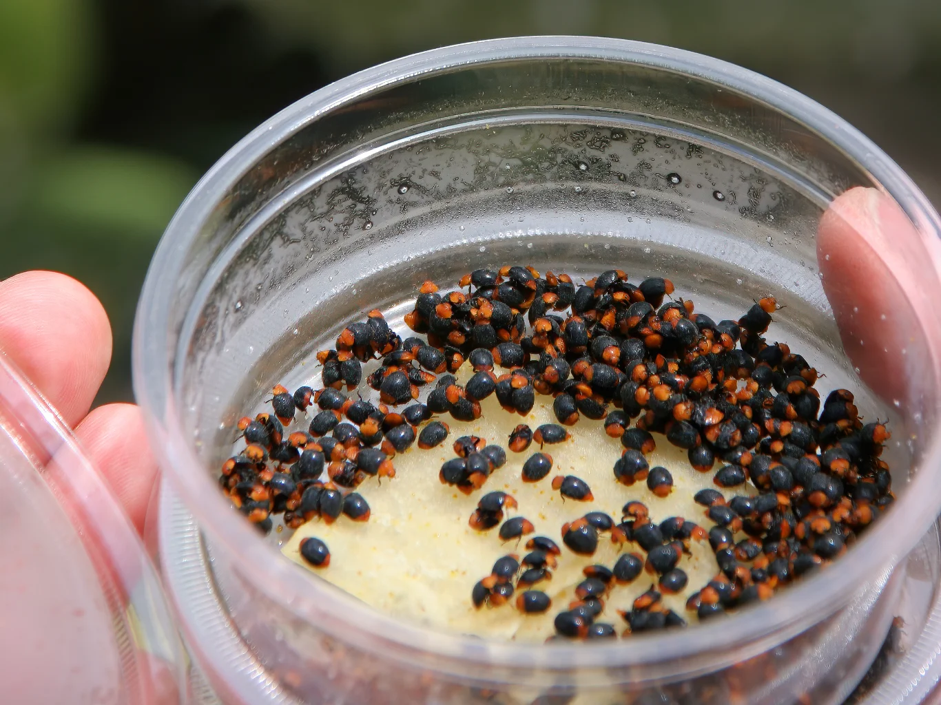 barattolo-con-insetti-utili