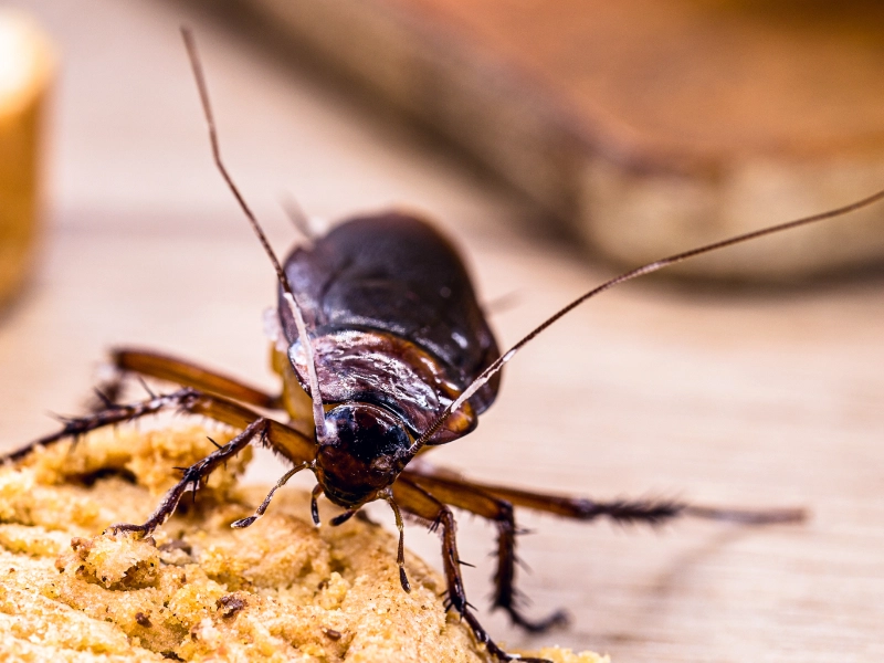 blatta-dalle-grandi-dimensioni-attirata-da-odori-di-cibo
