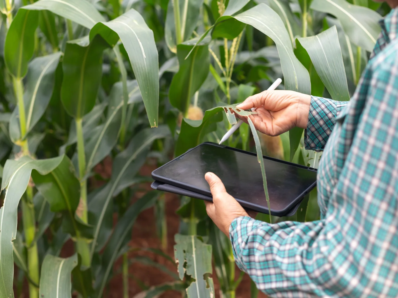 consulenza-sopralluoghi-e-reportistica-disinfestazioni-novara-varese