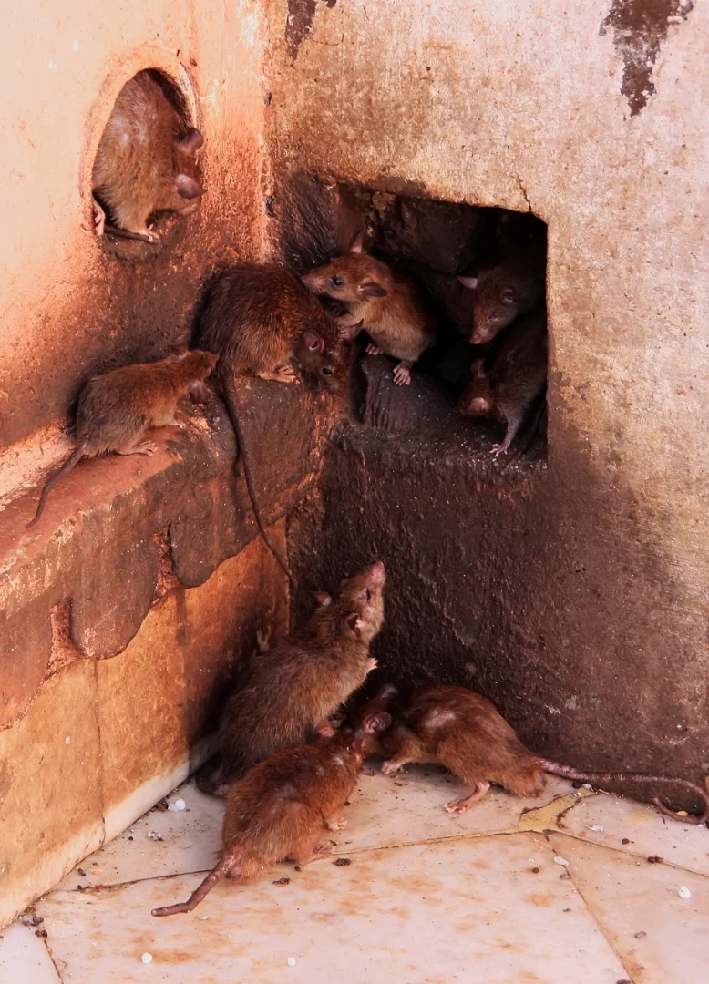 derattizzazione-per-privati-novara