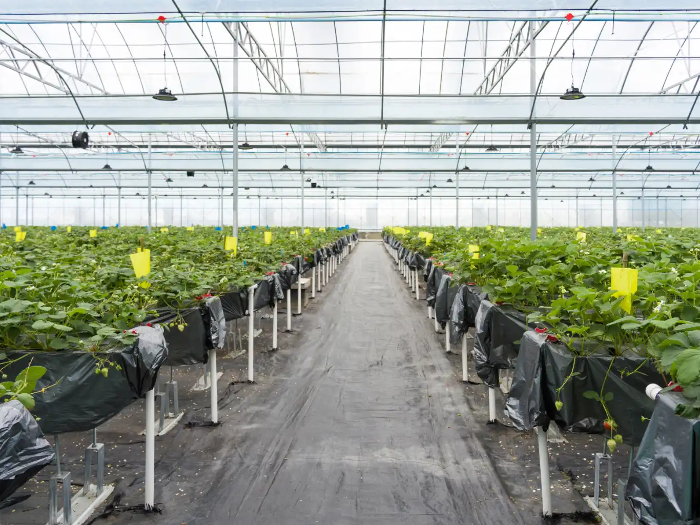 AdobeStock_1683560820 disinfestazione-ecologica