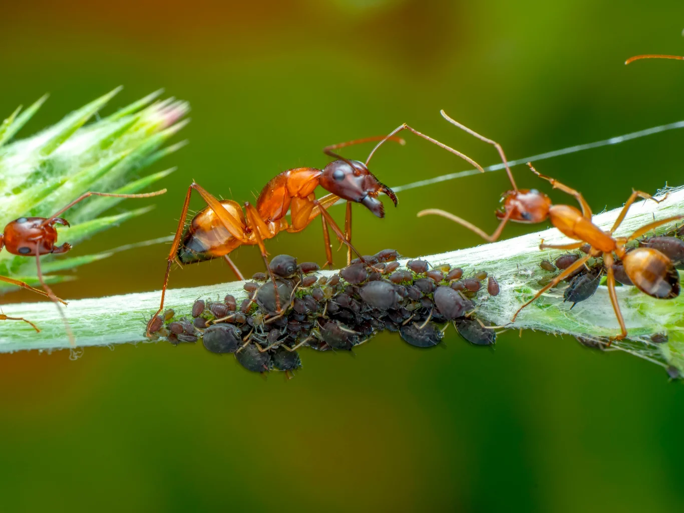 disinfestazioni-con-antagonisti-naturali-varese