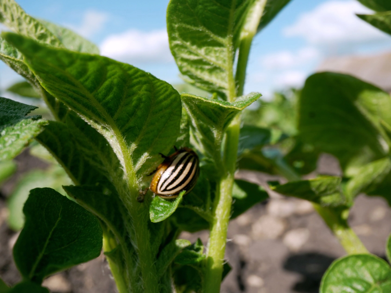 disinfestazioni-ecologiche-per-aziende-novara-varese
