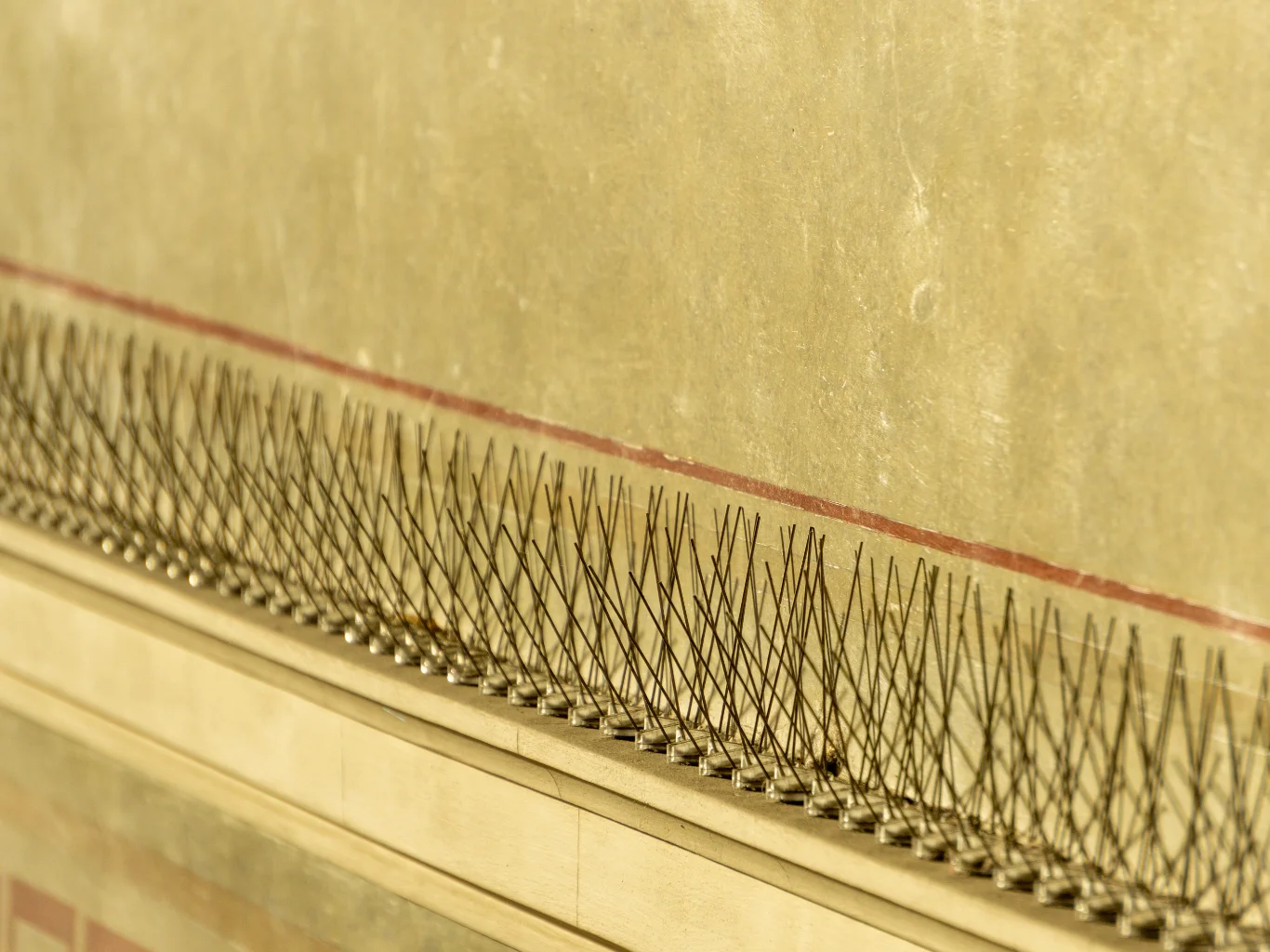 AdobeStock_1683560820 dispositivi-anti-uccelli-per-casa-condominio