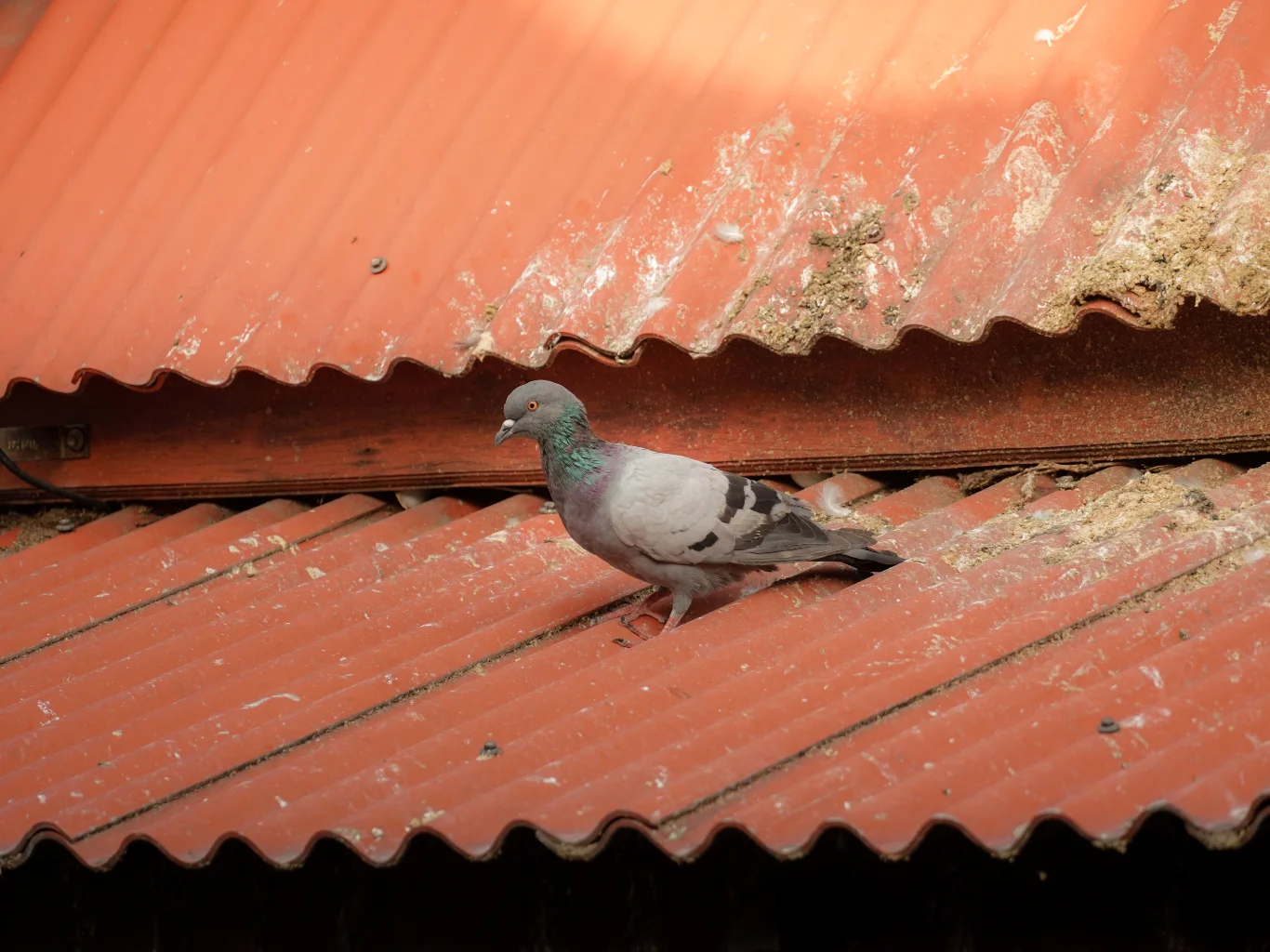 unrecognizable-person-white-chemical-protection-suit-doing-disinfection-public-areas-stop-spreading-highly-contagious-corona-virus dissuasori-volatili-per-privati-verbano-cusio-ossola