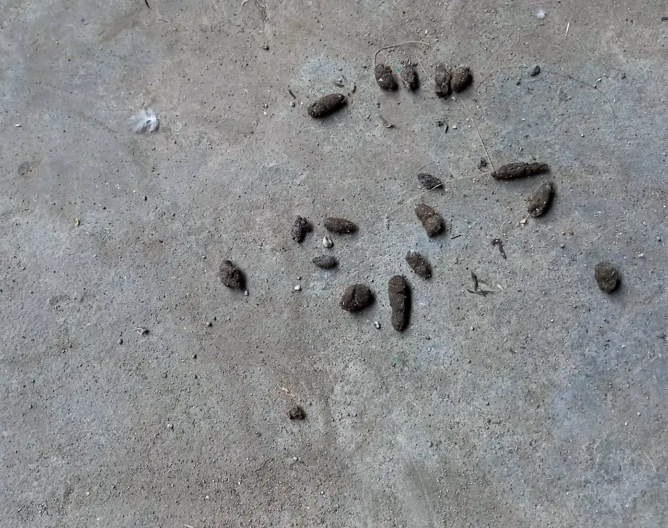 strawberry-field escrementi-in-contesto-industriale