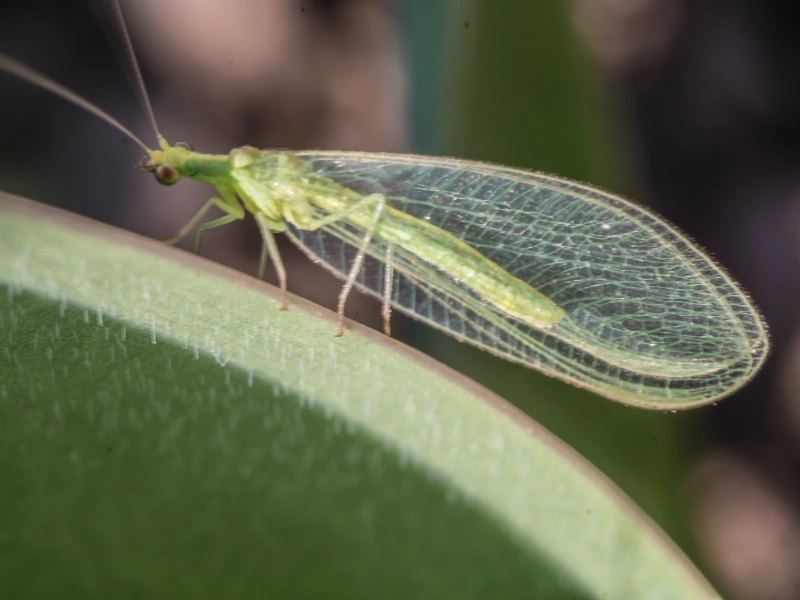 guerra-biologica-senza-utilizzo-di-prodotti-chimici