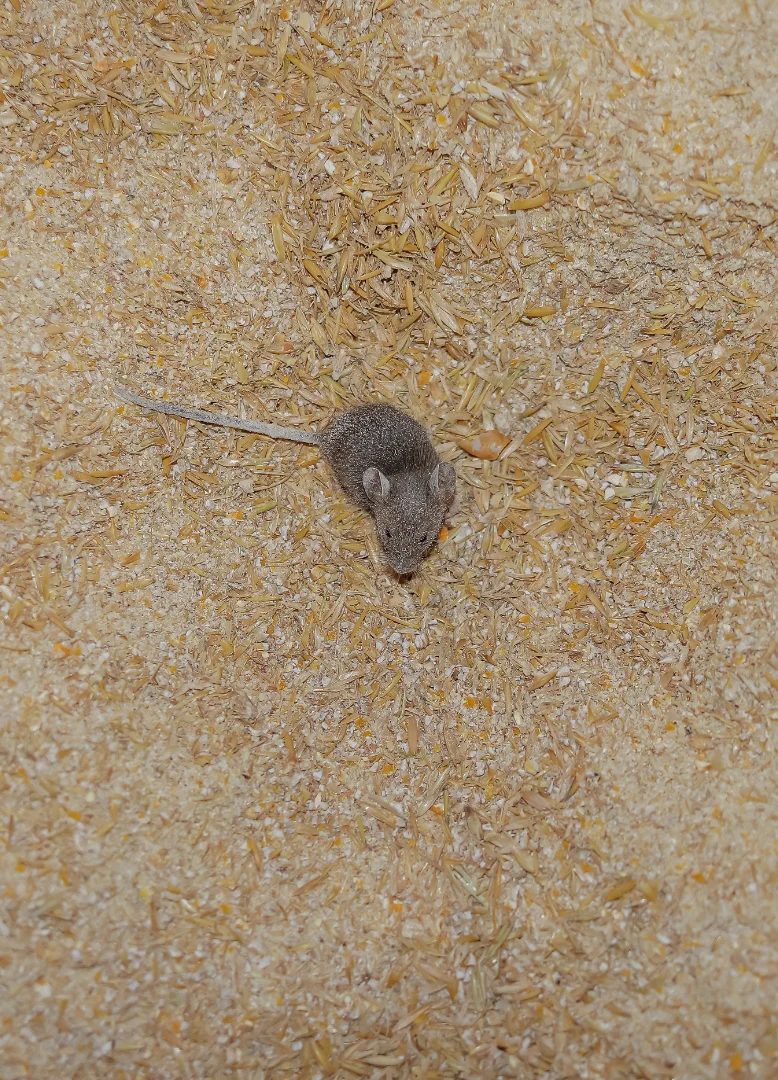 person-white-chemical-protection-suit-doing-disinfection-public-areas-stop-spraying-highly-contagious-corona-virus interventi-rapidi-per-aziende-novara