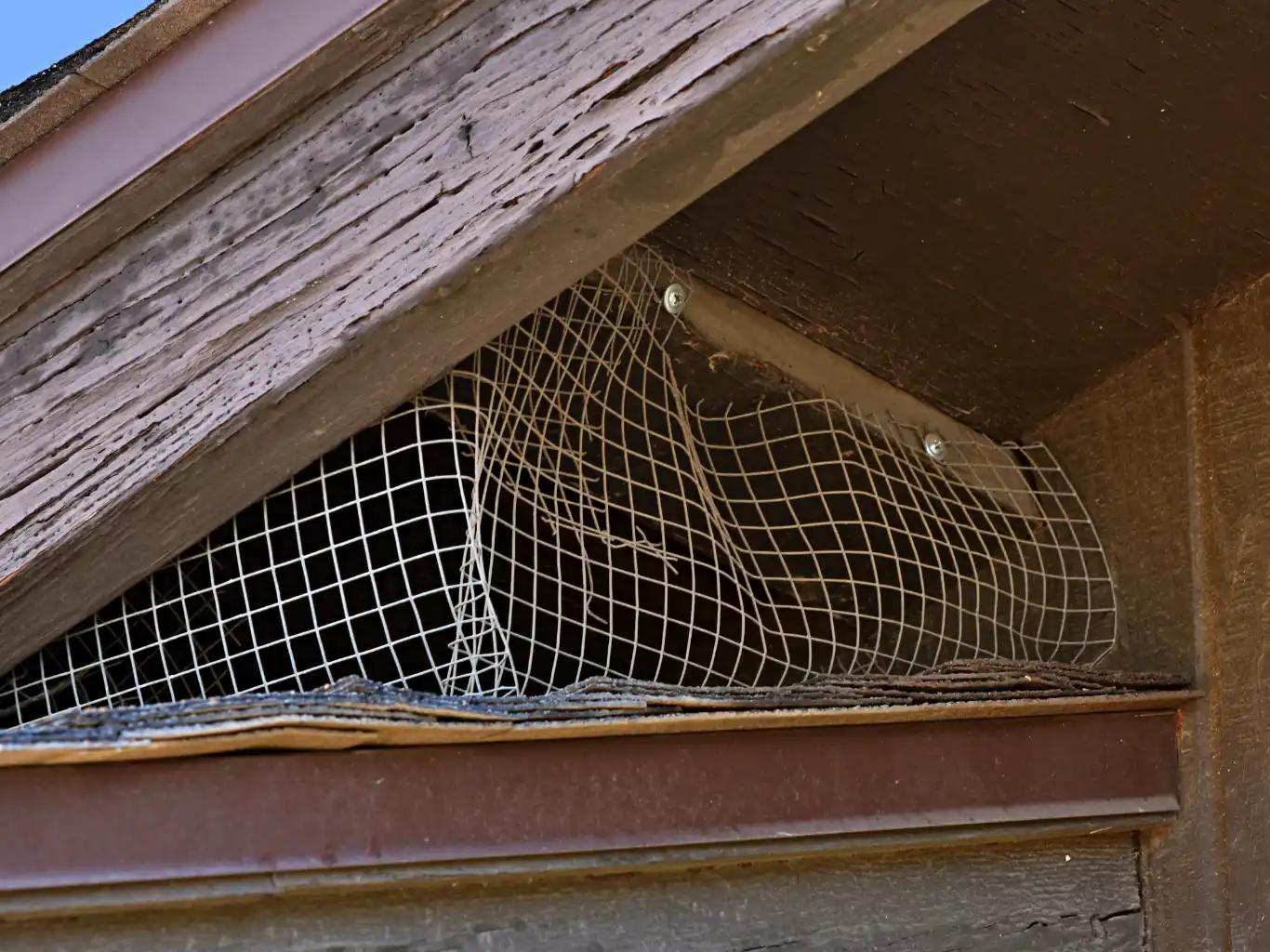 strawberry-field metodo-per-non-far-entrare-piccioni