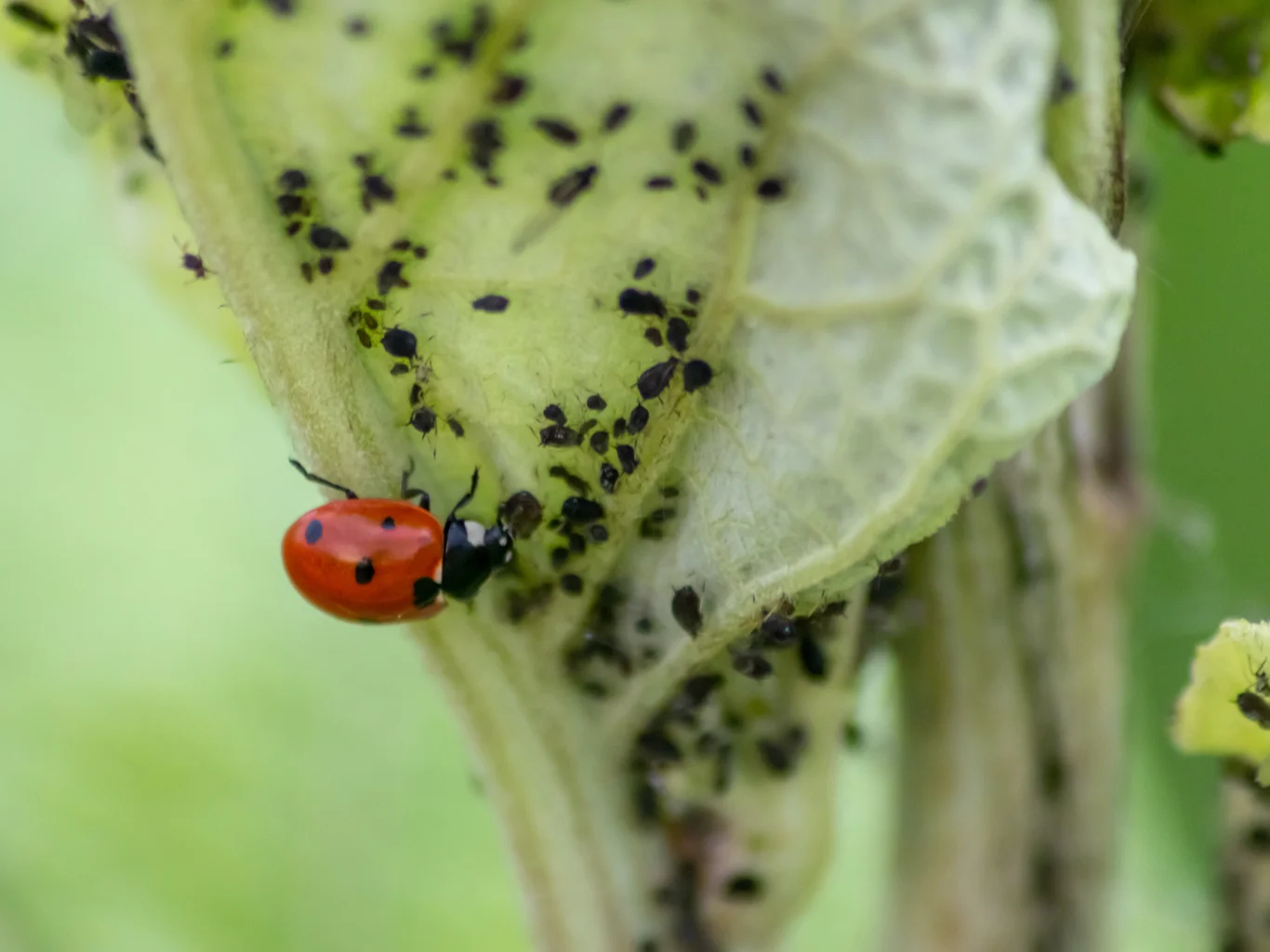pest-control-aziende-alimentari-varese
