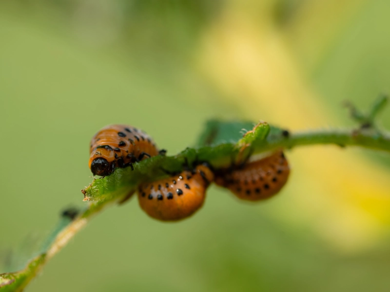 person-white-chemical-protection-suit-doing-disinfection-public-areas-stop-spraying-highly-contagious-corona-virus pest-control-aziende-certificate-novara