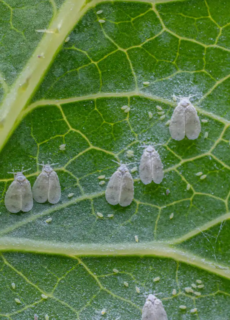 person-white-chemical-protection-suit-doing-disinfection-public-areas-stop-spraying-highly-contagious-corona-virus pest-control-e-attenzione-a-ambiente-verbano-cusio-ossola