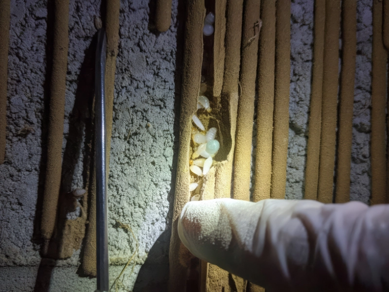 AdobeStock_1683560820 pest-management-professionale-aziendale-monza-brianza