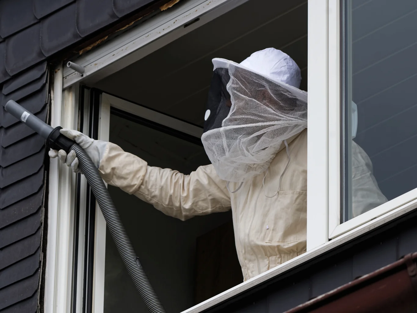 pronto-intervento-vespe-e-calabroni-verbania