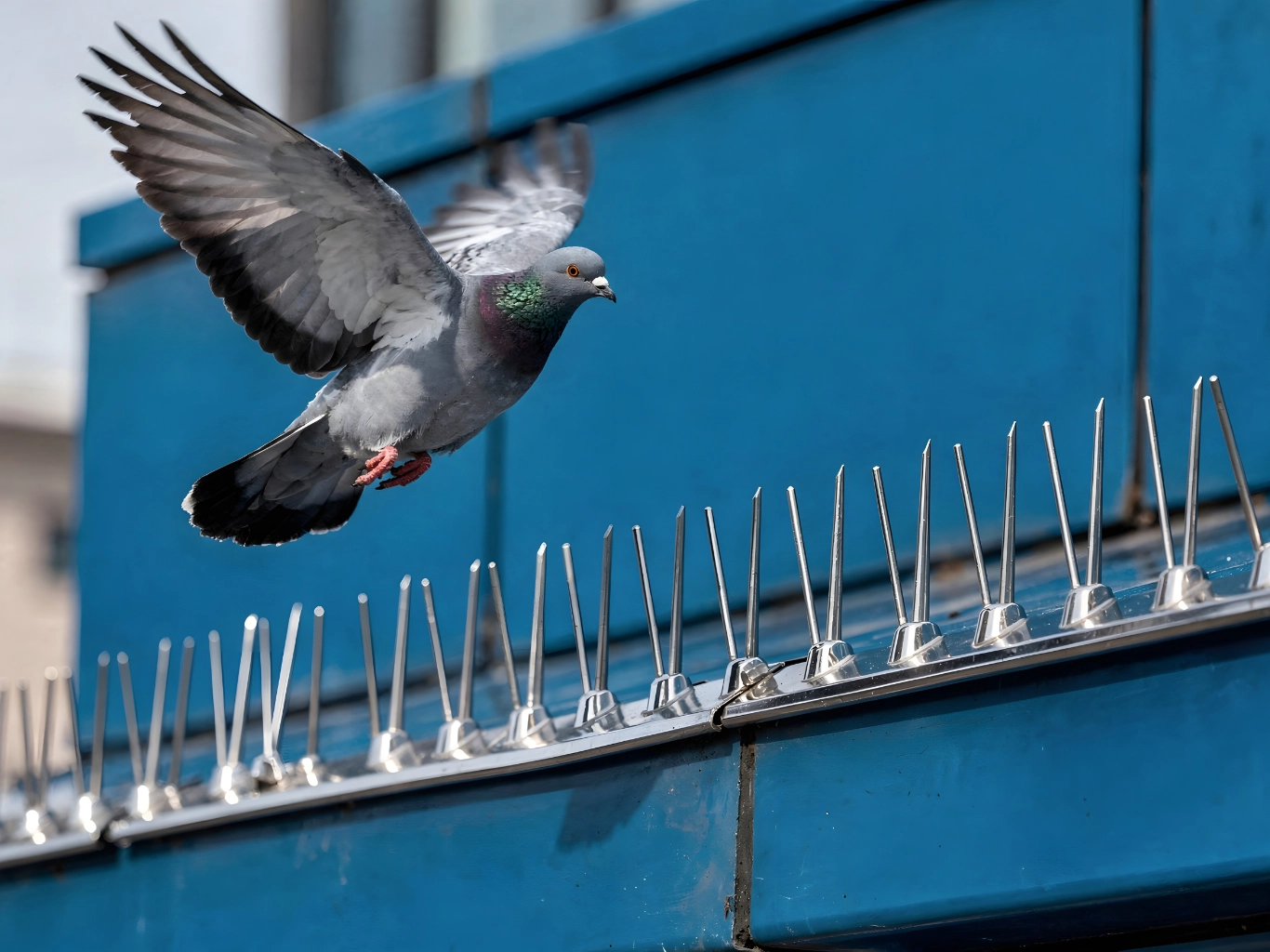 sistemi-allontanamento-piccioni-per-aziende