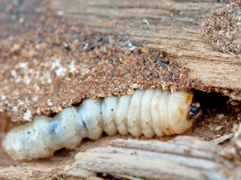 derattizzazione-casa-per-privati-verbano-cusio-ossola