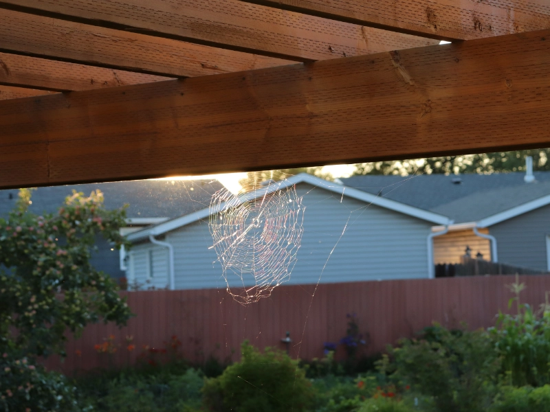 person-white-chemical-protection-suit-doing-disinfection-public-areas-stop-spraying-highly-contagious-corona-virus eliminare-ed-allontanare-ragni-verbano-cusio-ossola