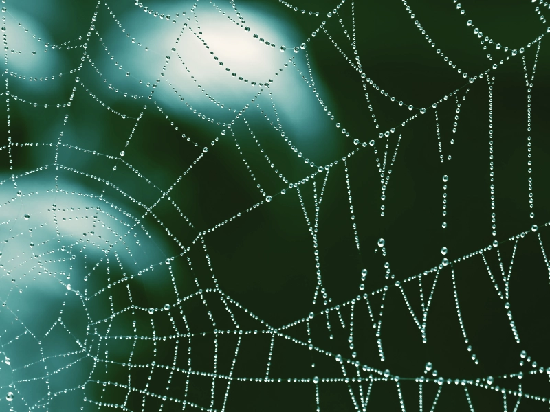 AdobeStock_1683560820 impresa-allontanamento-ragni-strutture-ricettive