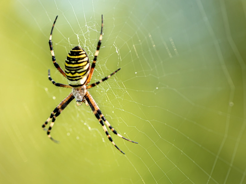 strawberry-field insetto-infestante-in-luoghi-nascosti-e-tranquilli